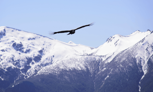 Condor Flying over Patagonia