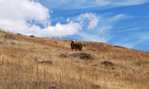Ranching Culture near Estancia Quilmahue